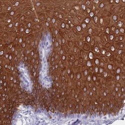 RAB2B Antibody, Novus Biologicals 0.1mL; Unlabeled:Antibodies, Polyclonal